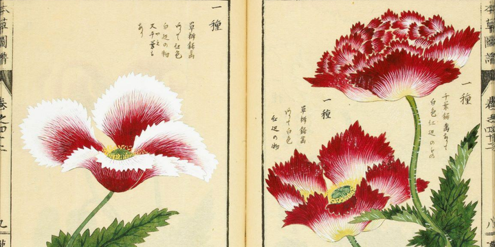 Une rose pour François Cheng